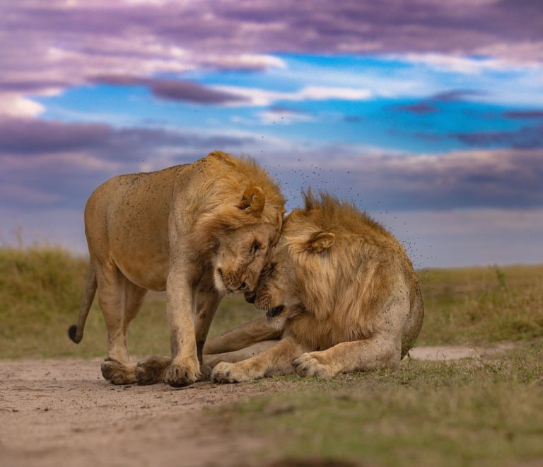 Mara North Conservancy