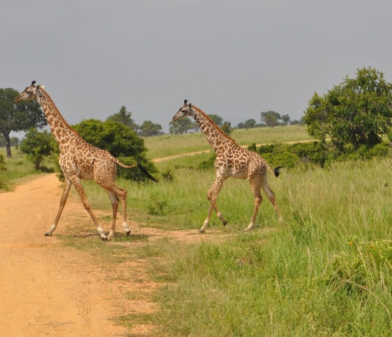 Mara Nyika Camp Naboisho Conservancy Maasai Mara