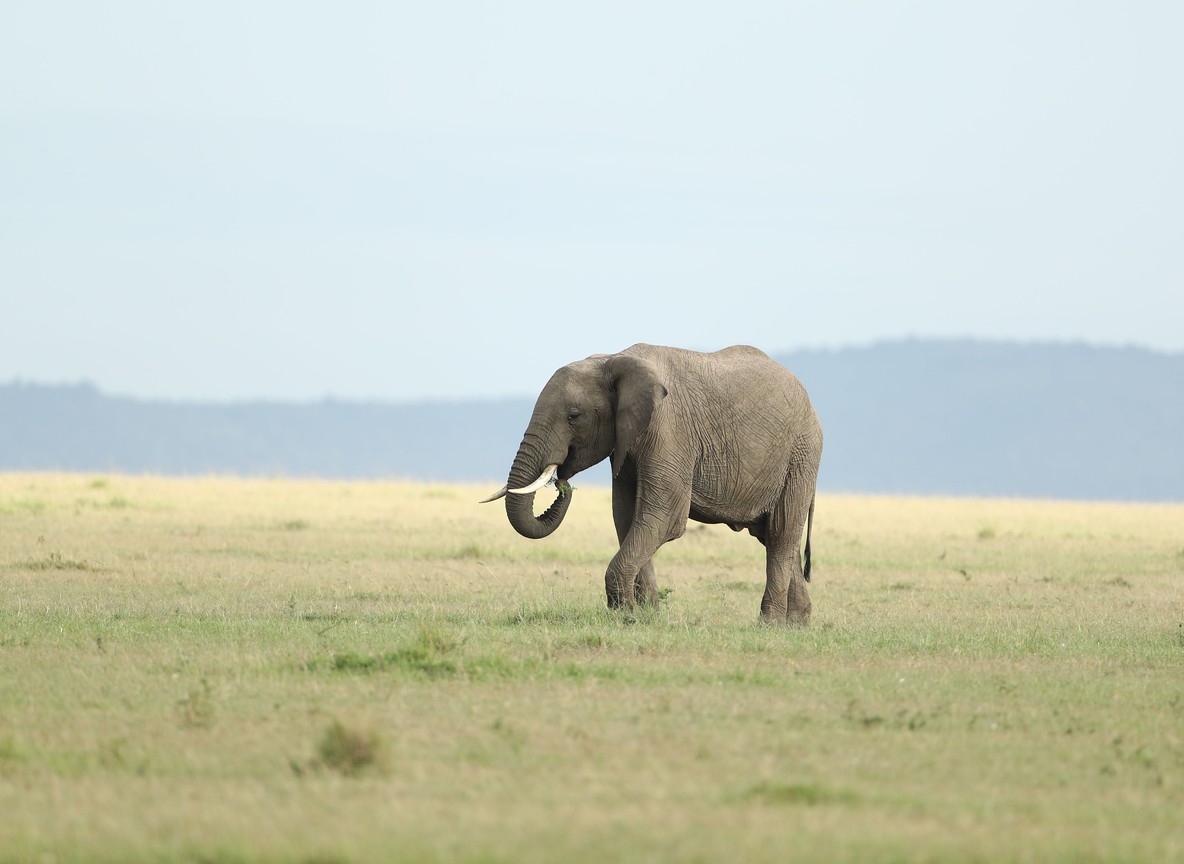 Mara River Crossing
