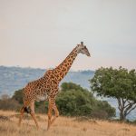 Mara Triangle Vs Masai Mara Reserve