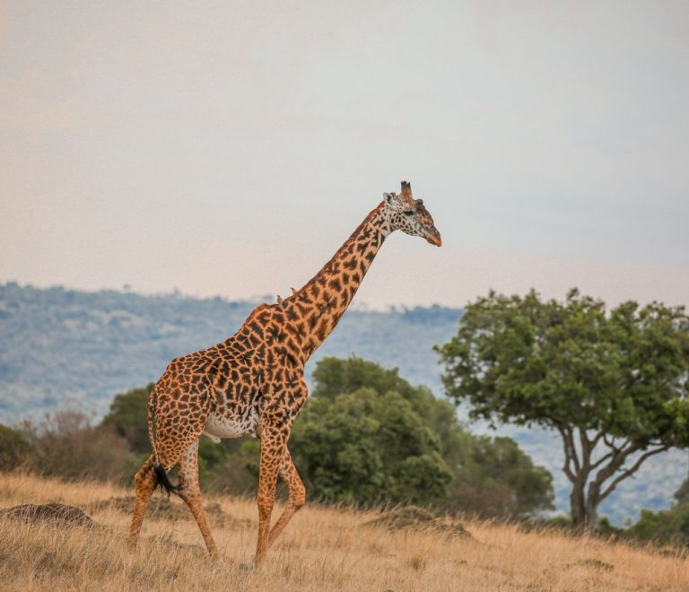 Mara Triangle Vs Masai Mara Reserve
