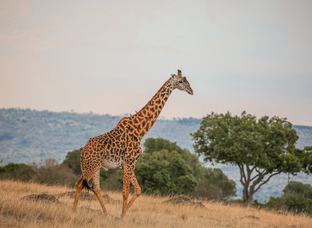 Mara Triangle Vs Masai Mara Reserve