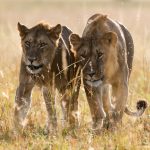 Marsabit National Park Guide Forest Crater Lakes And Northern Corridor Safaris