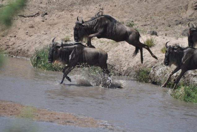 5-Day Masai Mara, Amboseli & Naivasha Safari