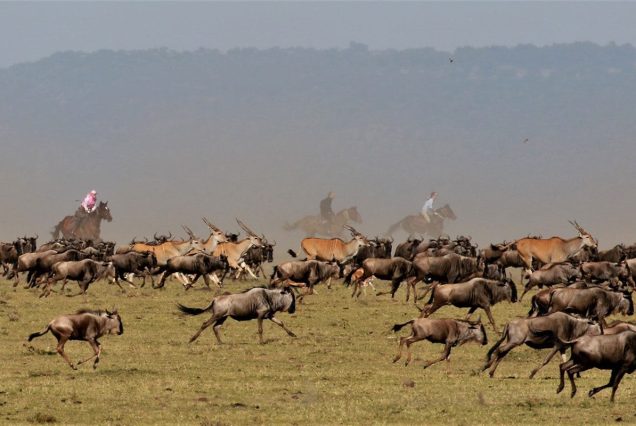3-Day Mid-Range Masai Mara & Lake Naivasha Safari