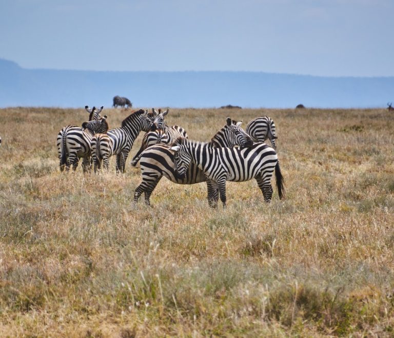 Masai Mara Cheetah