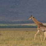 Masai Mara Christmas Vs January