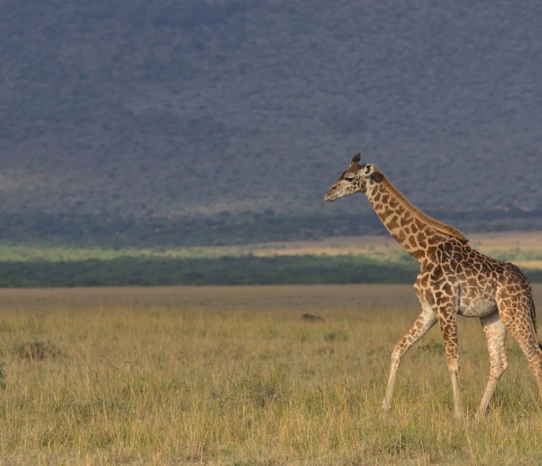 Masai Mara Christmas Vs January