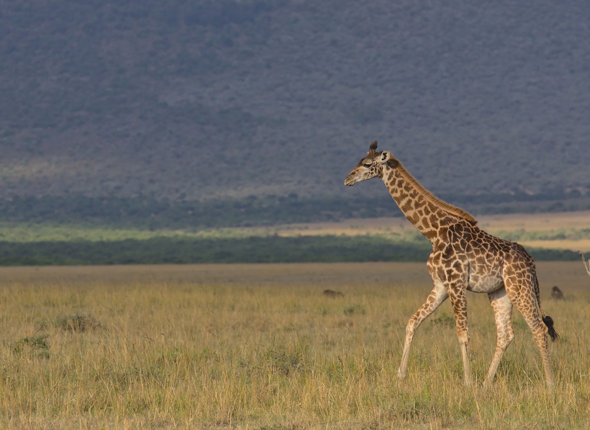 Masai Mara Christmas Vs January