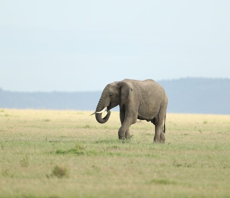 Masai Mara Conservancy Vs National Reserve