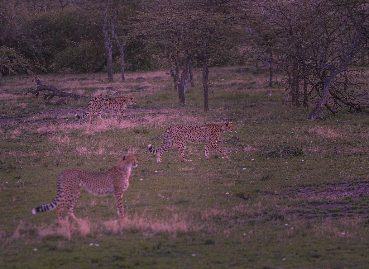 A cheetah resting on a termite mound at dawn in Olare Motorogi Conservancy near the Masai Mara