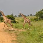 Masai Mara Great Migration Guide