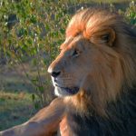 Masai Mara Great Migration Vs Resident Wildlife