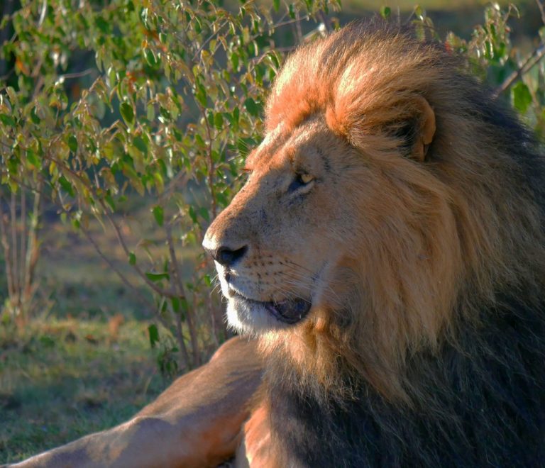 Masai Mara Great Migration Vs Resident Wildlife