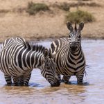 Masai Mara Hotels Camps Lodges Comparison