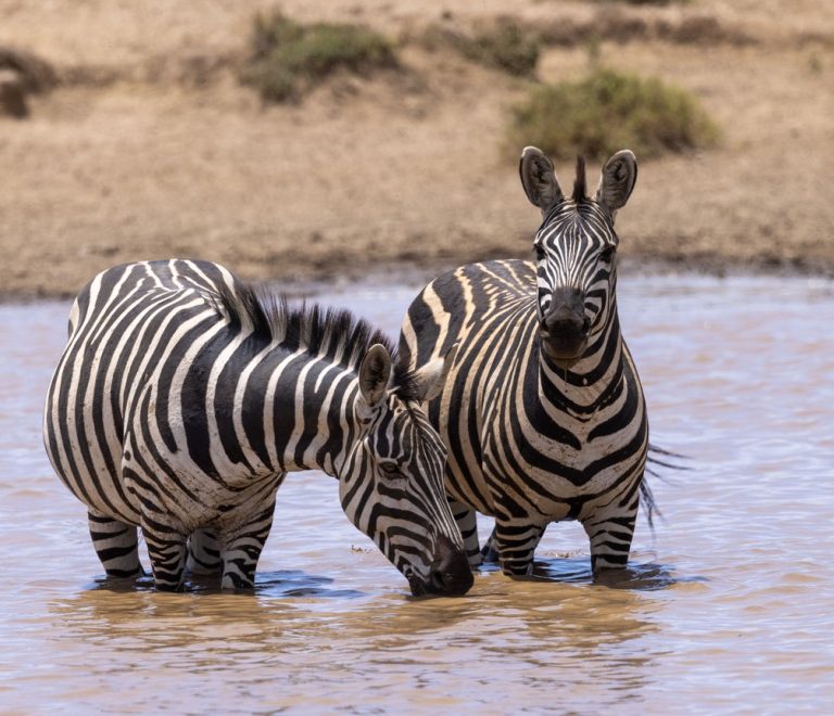 Masai Mara Hotels Camps Lodges Comparison