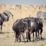 Masai Mara Migration 2026