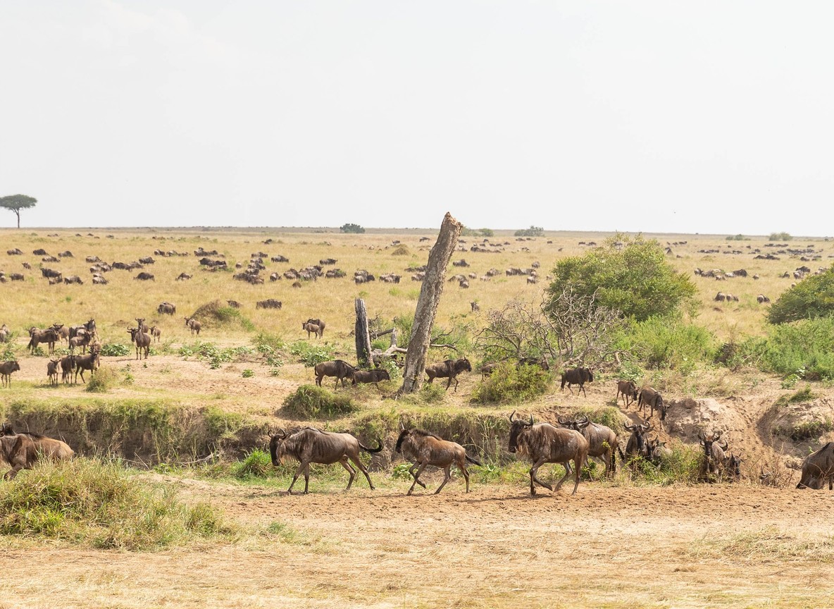 Masai Mara Migration 2026