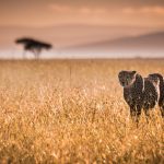 Masai Mara Migration Arrival 2026