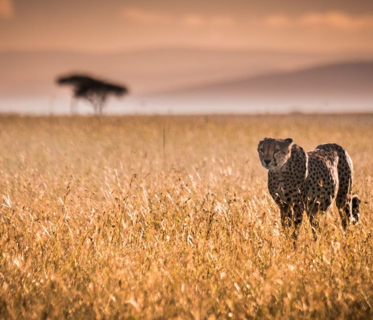 Masai Mara Migration Arrival 2026