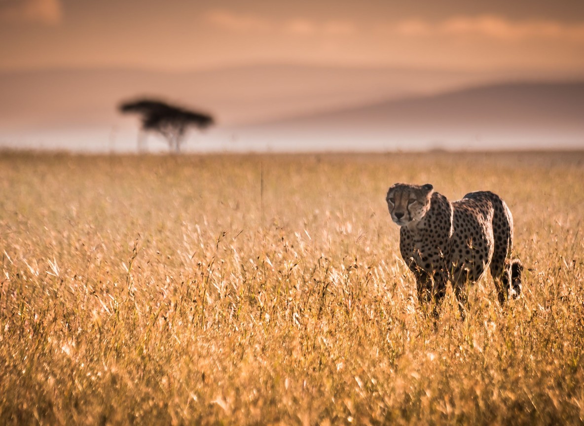 Masai Mara Migration Arrival 2026
