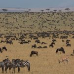 Wildebeest herds scattered across green rain-soaked plains in the Masai Mara under a cloudy sky, no river crossing in sight