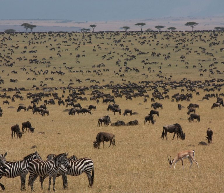 Wildebeest herds scattered across green rain-soaked plains in the Masai Mara under a cloudy sky, no river crossing in sight