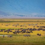 Wildebeest herds crossing the Mara River with safari vehicles watching from a distance, dust rising in golden afternoon light