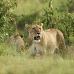 Masai Mara October Vs November