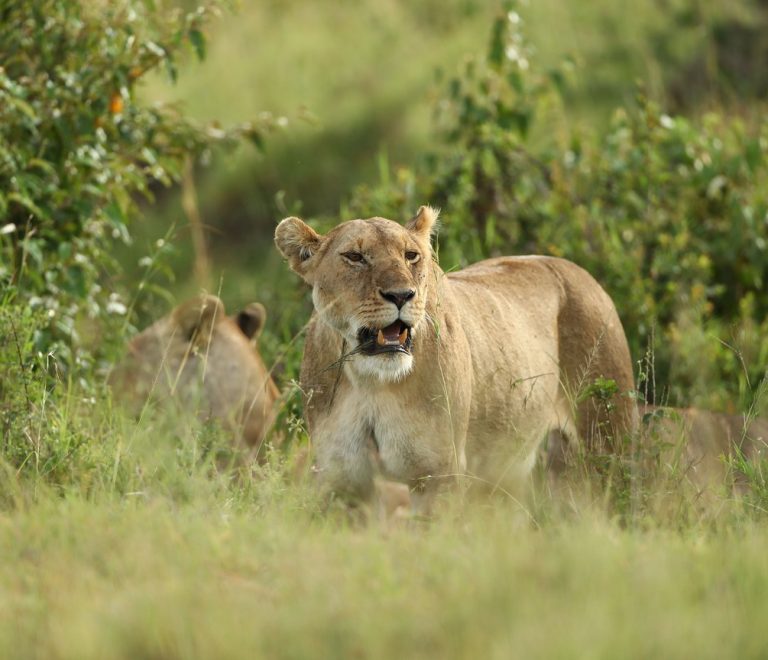 Masai Mara October Vs November