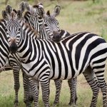 Masai Mara Peak Vs Shoulder Season