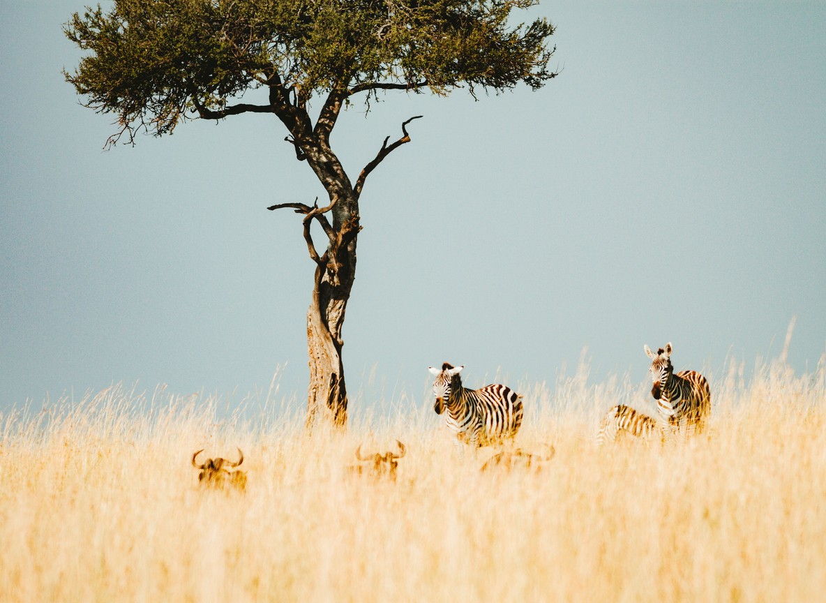 Masai Mara Reserve Vs Conservancy