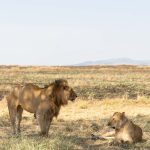 A safari vehicle watching wildebeest gather at dawn on open Masai Mara grassland, golden light, Kenya