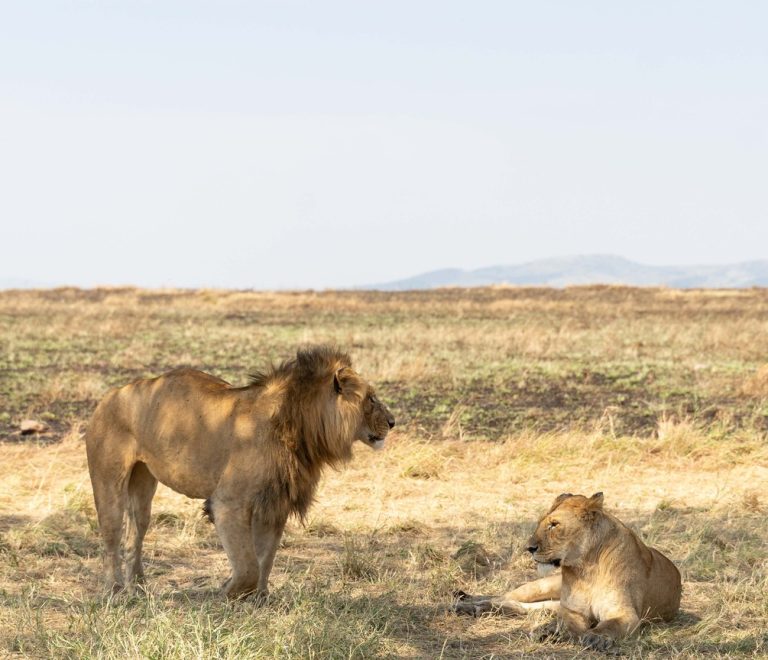 A safari vehicle watching wildebeest gather at dawn on open Masai Mara grassland, golden light, Kenya