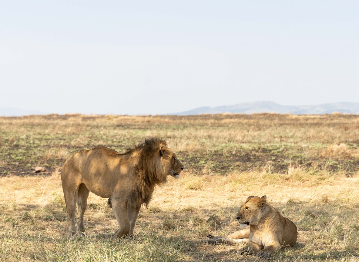 A safari vehicle watching wildebeest gather at dawn on open Masai Mara grassland, golden light, Kenya