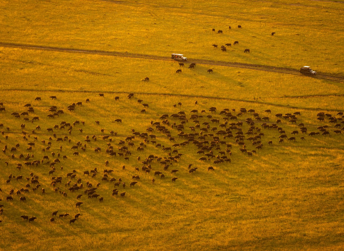 Wildebeest crossing the Mara River near Lookout Hill during the Great Migration, dust rising, Kenya