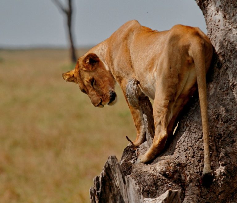 Masai Mara September