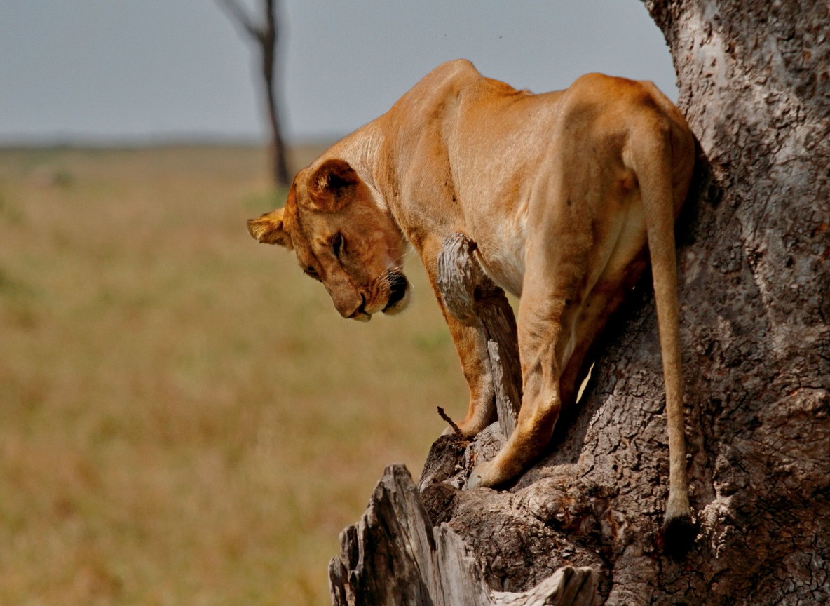 Masai Mara September