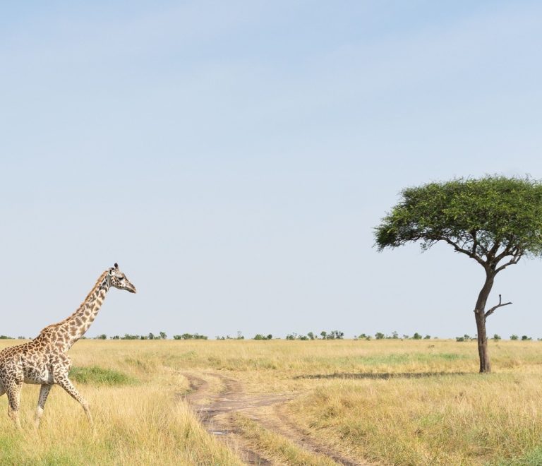 Masai Mara Vs Lake Nakuru Guide