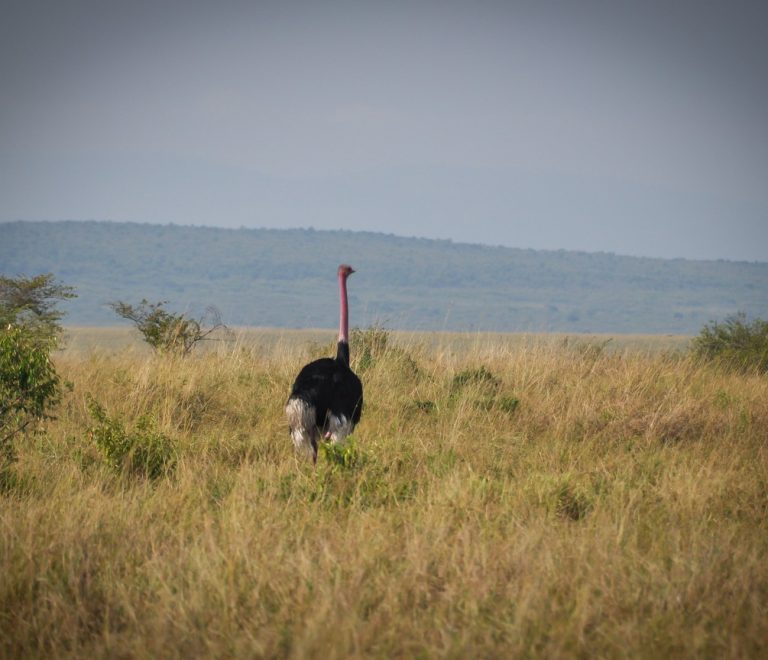 A safari vehicle on the escarpment road above the Great Rift Valley with flamingos on a soda lake below and the Masai Mara grasslands in the distance