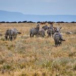 Masai Mara Weather Complete Monthly Guide