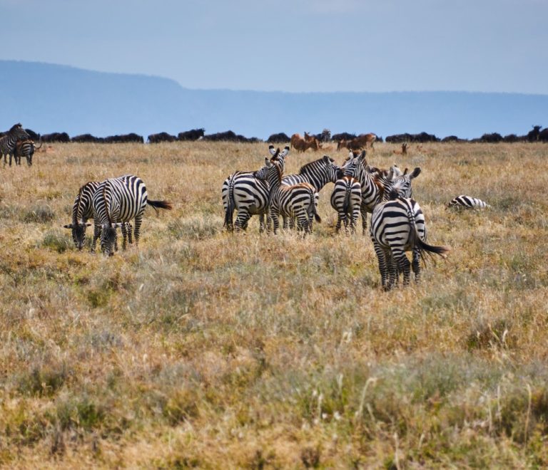 Masai Mara Weather Complete Monthly Guide