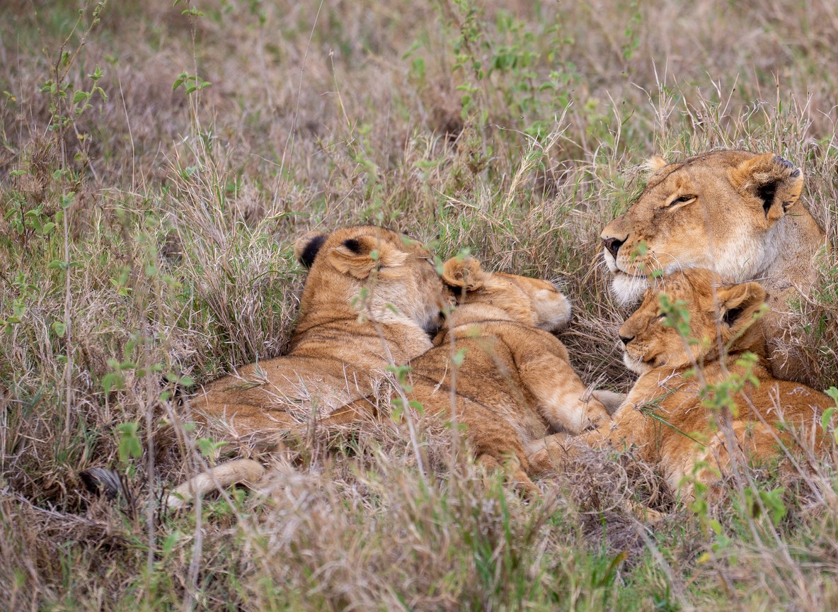 Masai Mara Weather Guide Month By Month