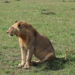 Masai Mara Weather Monthly Guide