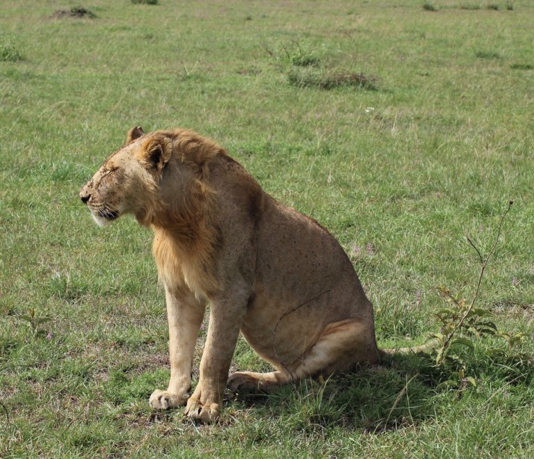 Masai Mara Weather Monthly Guide