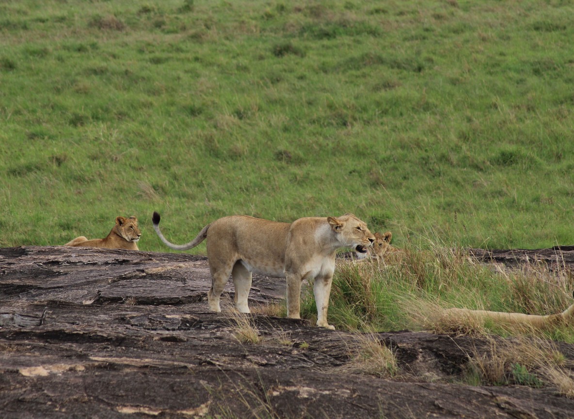 Masai Mara Weather Monthly Guide