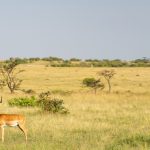 Masai Mara Wildlife Photography