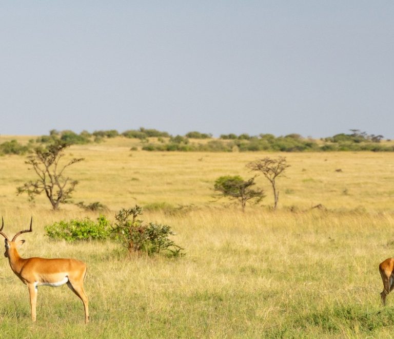 Masai Mara Wildlife Photography