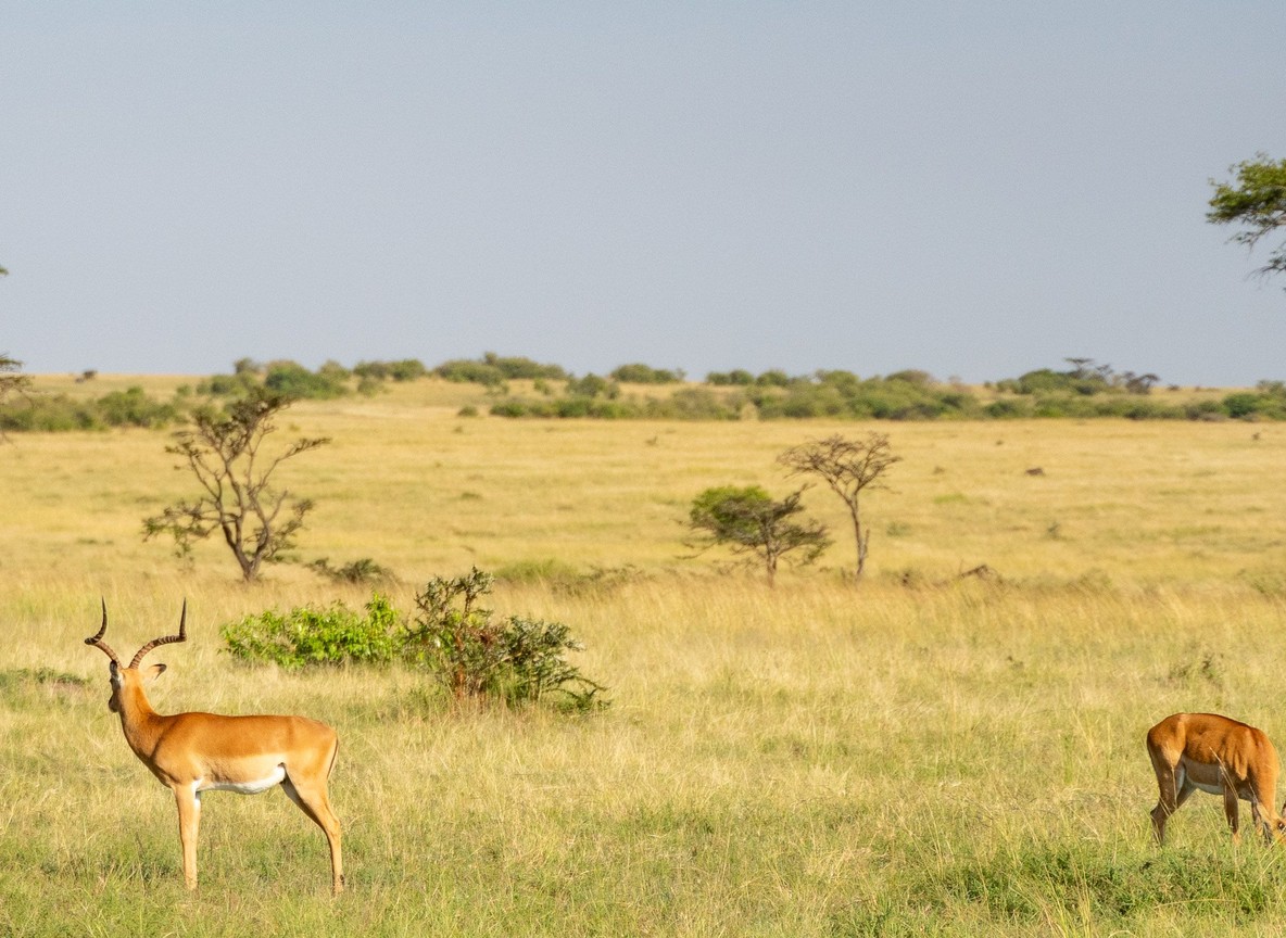 Masai Mara Wildlife Photography