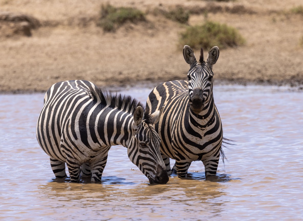 Masai Mara Wildlife Photography
